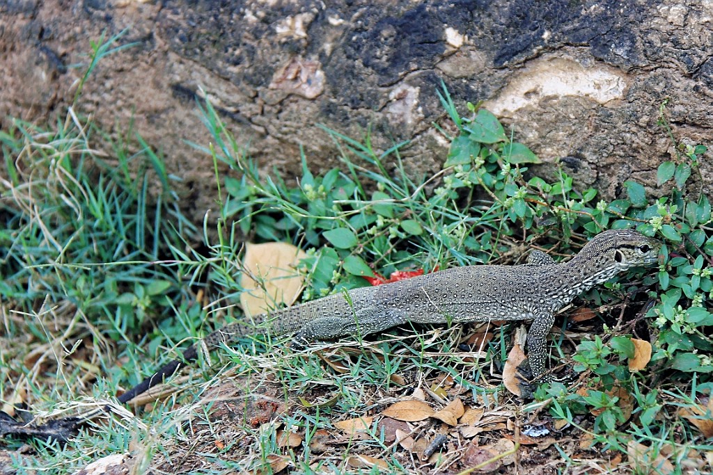 SriLan (195).jpg